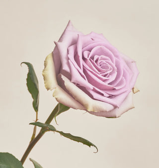 Rosas Clásicas