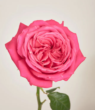 Rosas de Jardín